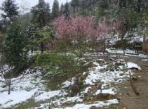 Ngắm tuyết rơi từ đỉnh Tây Côn Lĩnh cao 1.600m