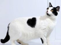 'Cô' mèo có bộ lông hình trái tim ngộ nghĩnh