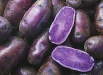 WTO tài trợ cho xuất khẩu khoai lang, hành tím