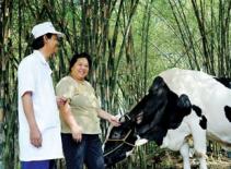 Vinamilk tăng giá mua sữa bò nông dân miền Bắc