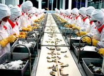 Giá tôm xuất khẩu tăng 15%