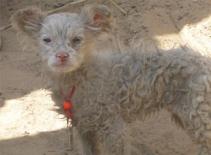 Chuyện lạ: Cừu sinh ra chó