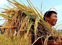 Sẽ tăng 100.000ha lúa thu đông ở phía Nam