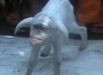 Chú dê có bộ mặt như ông già