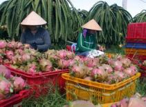 Hợp tác với Bỉ phát triển ngành rau quả