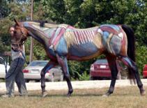 Ngựa cũng... "xăm mình"