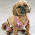 Series đồ chơi siêu độc đáo cho cún