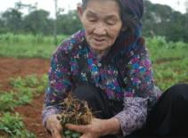 Nông dân Quảng Trị phá bỏ hàng trăm hecta cây lạc