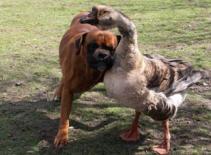 Ngỗng chăm sóc chó mù hai mắt