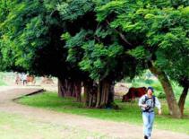 Công nhận rặng ruối ở Đường Lâm là cây di sản