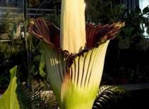 Hoa xác thối khổng lồ hút người xem