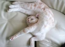 Những tư thế nằm "khó đỡ" của... mèo