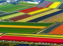 "Choáng ngợp" vẻ đẹp mùa hoa tulip nở rộ