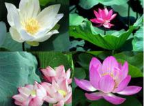 Đà Nẵng tổ chức triển lãm, lấy ý kiến về quốc hoa