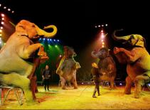 Đoàn xiếc đa quốc gia Bolondo diễn từ thiện ở VN