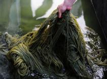 Hãi hùng thực phẩm "lạ" và "siêu bẩn"