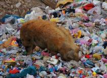 Kinh hãi, nuôi lợn bằng... rác thải