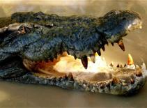 Bị cá sấu ngoạm, may mắn thoát chết