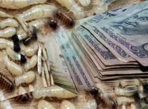 Mối gặm sạch hàng ngàn đô la tiền mặt