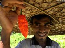 Giống ớt cay nhất thế giới