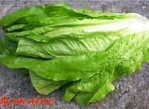 Kiểm tra trinh tiết bằng rau diếp