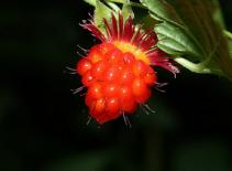 Điểm danh 10 loại quả kỳ quặc nhất thế giới