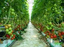 Thổ Nhĩ Kỳ cấm sử dụng một số hóa chất trong sản xuất nông nghiệp 