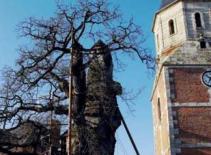 Những thân cây kì quặc nhất thế giới