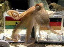 Truyền nhân của “thầy” Paul sẽ xuất hiện tại Euro 2012