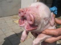 Lợn có 2 mồm ở Trung Quốc