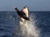 Cận cảnh cá mập trắng nhảy cao 4m đớp hải cẩu