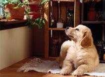 Chú chó có khả năng ca hát