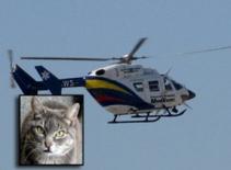 Nhập viện bằng máy bay vì đánh nhau với mèo