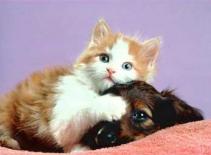 Tình yêu không biên giới