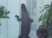 Nuôi cá sấu trong nhà bếp để 'hút' phụ nữ