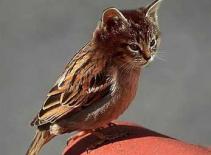 Thử kết hợp "dung nhan" các loài động vật