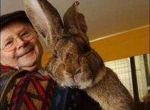 Chân dung động vật bị... béo phì