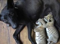 Chó mẹ nuôi 2 "sư hổ" con