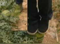 Trung Quốc: Hết dưa hấu nổ đến...dưa hấu đá