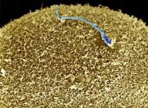 Nhìn thế giới qua lăng kính hiển vi (P.1)