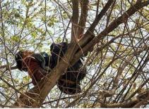 Tiếng ngáy khủng khiếp từ trên cây cao 6m