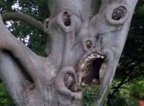 Cây "ma" đáng sợ nhất năm châu