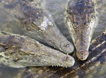 Nuôi cá sấu hung dữ trong phòng ngủ