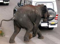 Voi giẫm chết người trên đường phố Ấn Độ