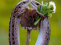 Sốc với đôi thằn lằn tình tứ, tặng hoa cho nhau