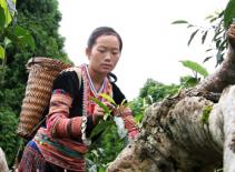 Festival Phim tài liệu quốc tế lần 3 ở Việt Nam