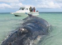 Cá voi đâm thủng tàu, 2 người bị thương