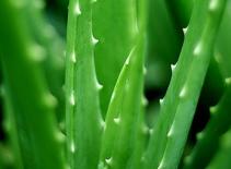 Lợi ích của nha đam đối với da và tóc