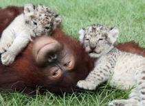 Bố đười ươi, nuôi con… sư tử