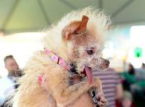 Đánh bại 50 đối thủ để thành... chó xấu nhất hành tinh